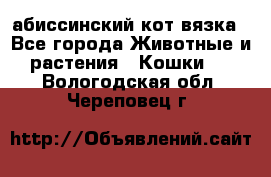 абиссинский кот вязка - Все города Животные и растения » Кошки   . Вологодская обл.,Череповец г.